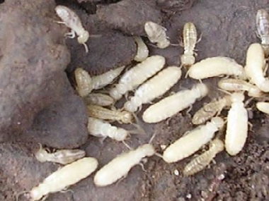 杏坛白蚁防治所平时生活中预防白蚁的有效方法