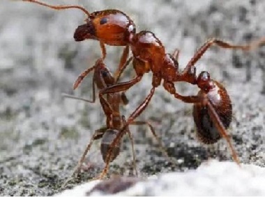 大良杀白蚁公司厨房如何灭蚂蚁预防蚂蚁