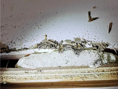 三水白蚁灭治公司说2020年的白蚁纷飞大约时间