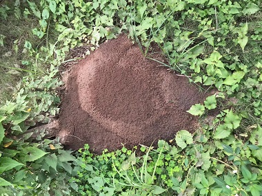 龙江灭治白蚁中心花卉里有白蚁怎样消灭