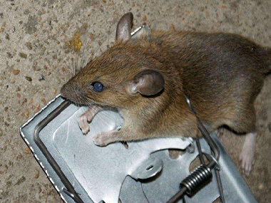 佛山除虫灭鼠公司如何灭鼠防鼠，如何做好环境防治
