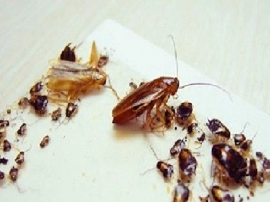北滘除四害公司发现办公室和家里都有蟑螂怎么办