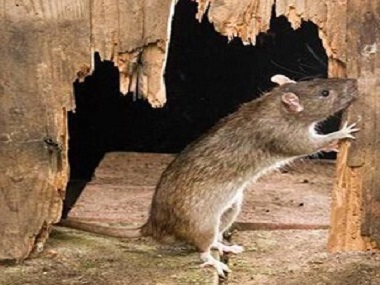 容桂杀虫灭鼠中心有效预防老鼠进到家里的方法