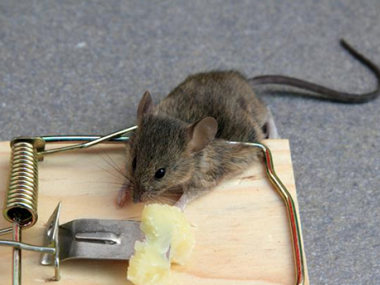 伦教杀虫灭鼠机构灭鼠防鼠，如何做好环境防治