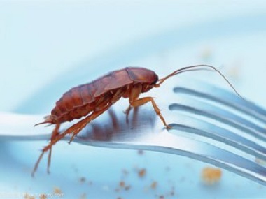 勒流害虫防控——肥皂水灭蟑螂有效果吗?
