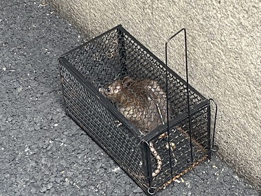 伦教杀虫灭鼠公司卧室和书房怎样布置捕鼠笼