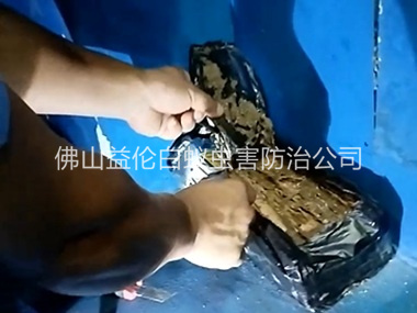 杏坛白蚁侵害防治工程